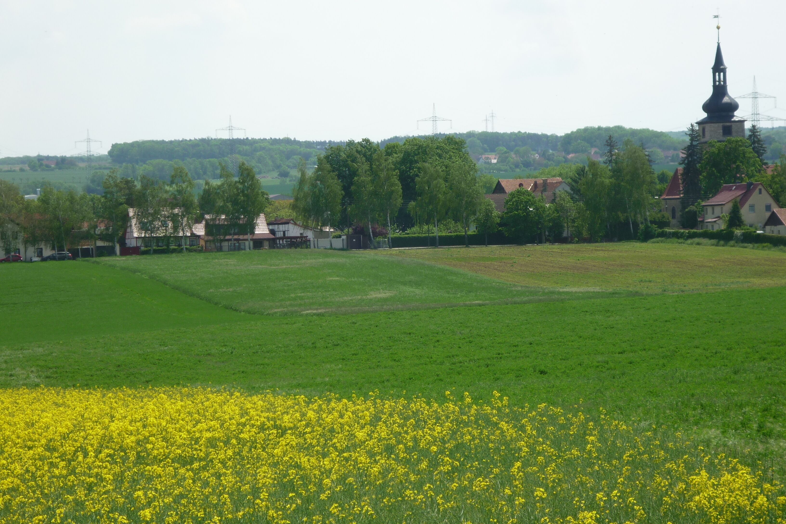 A rural landscape with a field of yellow flowers, a church, and residential buildings.