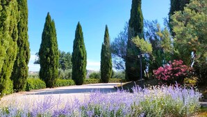 Un sentier bordé de cyprès majestueux et de champs de lavande.