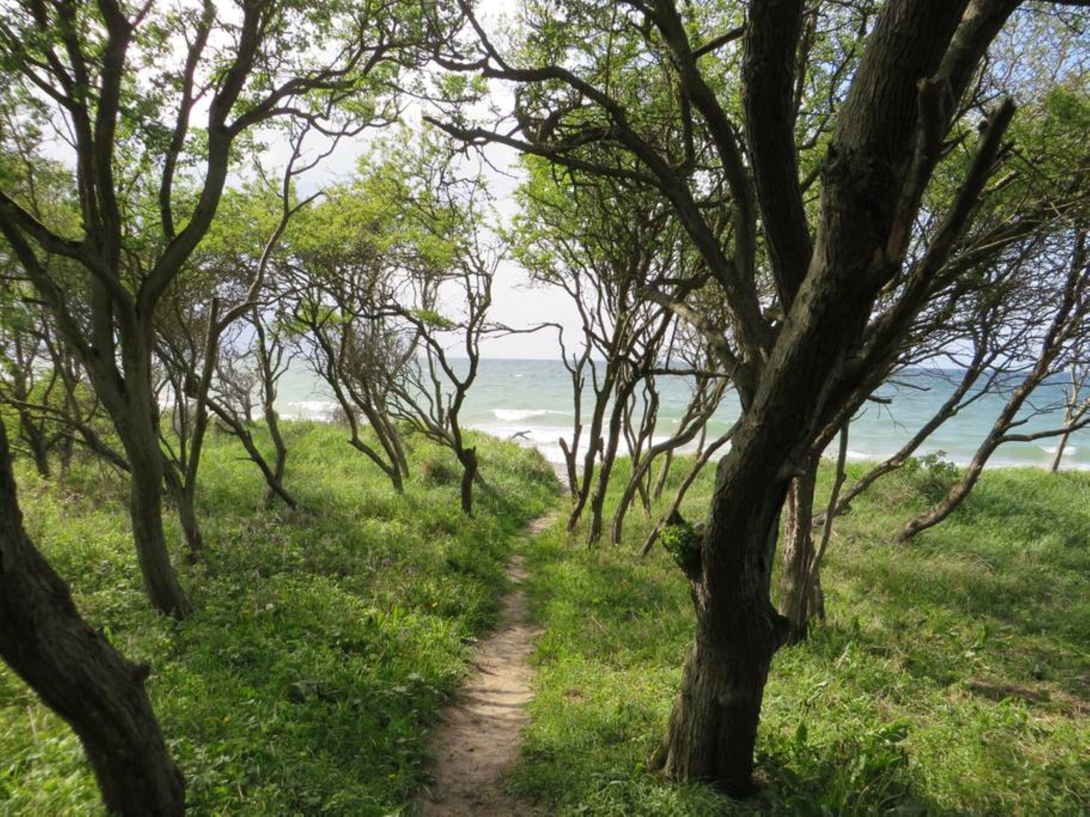 A natural path leading to the ocean with trees on either side.