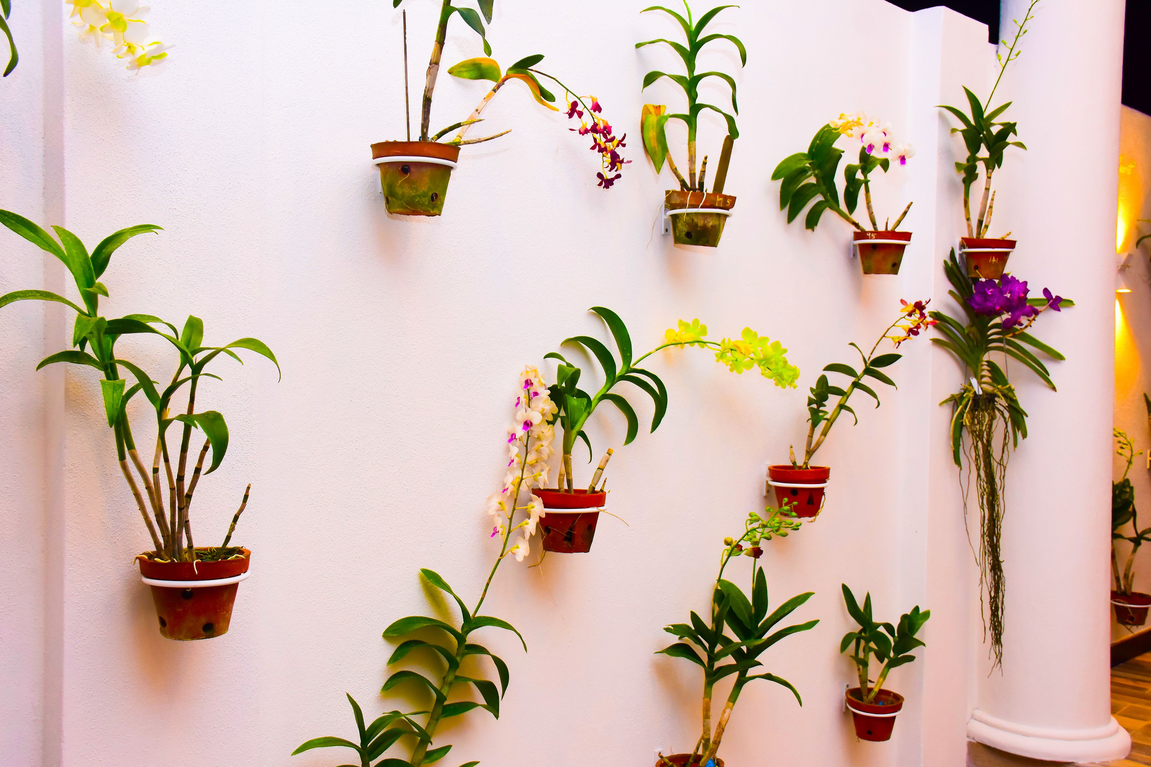 Foto - Negombo New Queen's Palace