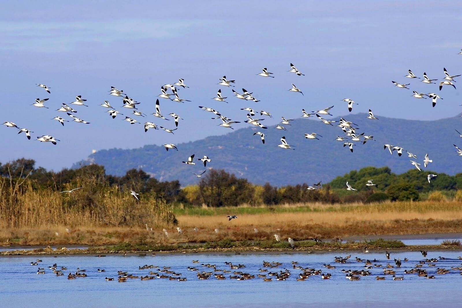 Un gruppo di uccelli vola sopra un corpo d'acqua con un paesaggio montuoso sullo sfondo.