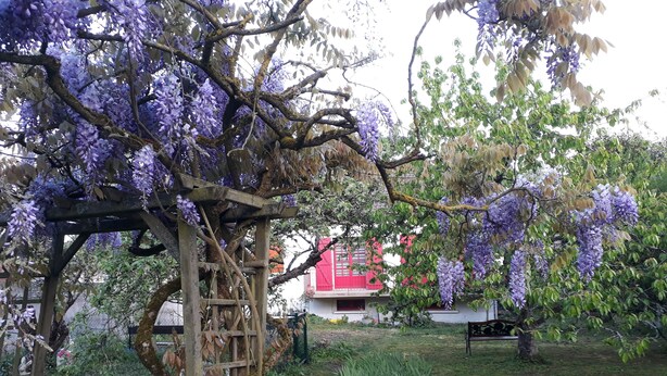 Ein Garten mit violetten Wisteria-Ranken, einer Holzpergola und einem roten Gebäude im Hintergrund.