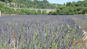 Un champ de lavande avec un pont de pierre en arrière-plan.