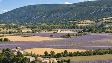 A rural landscape with lavender fields, a village, and a mountain backdrop.