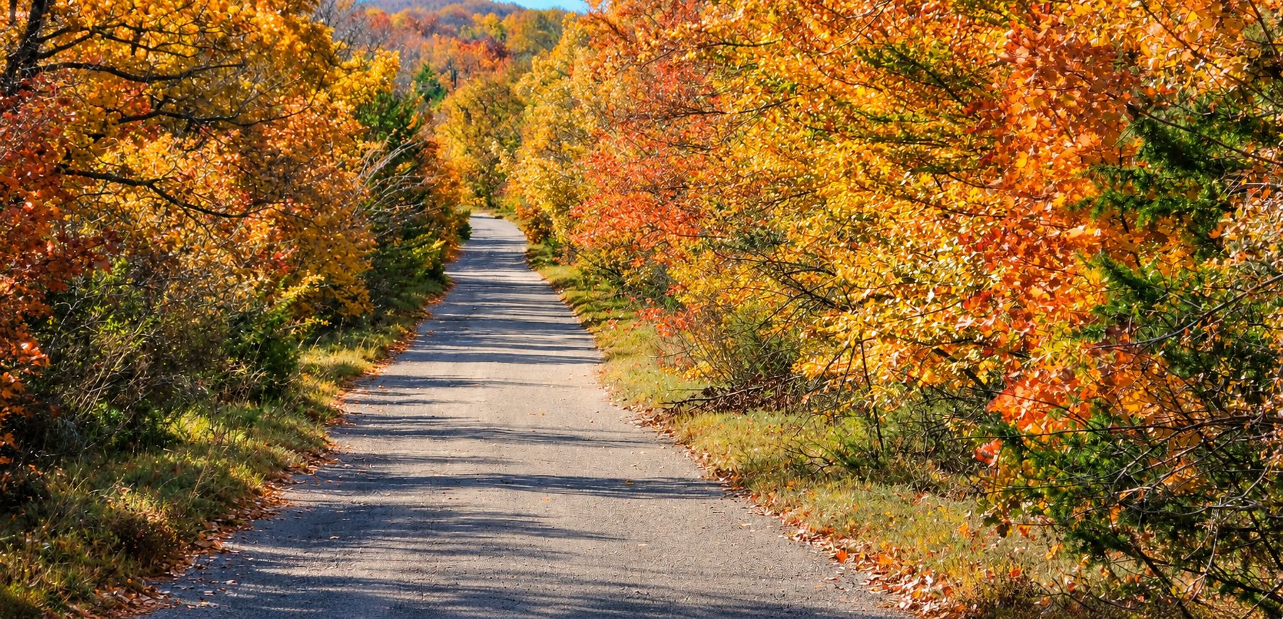 A paved path flanked by trees with autumn foliage.