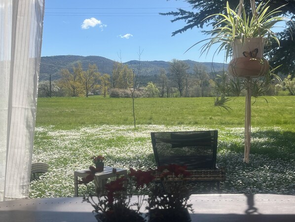 Une vue par la fenêtre sur un champ verdoyant, un banc et un pot de fleurs.