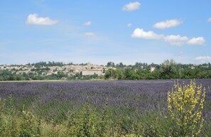Property grounds - At the foot of Mont Ventoux, between Sault and the gorges of the Nesque, Vélo (Monieux)