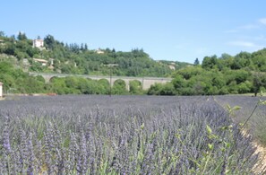 A lavender field with a stone bridge in the background. - At the foot of Mont Ventoux, between Sault and the gorges of the Nesque, Vélo (Monieux)