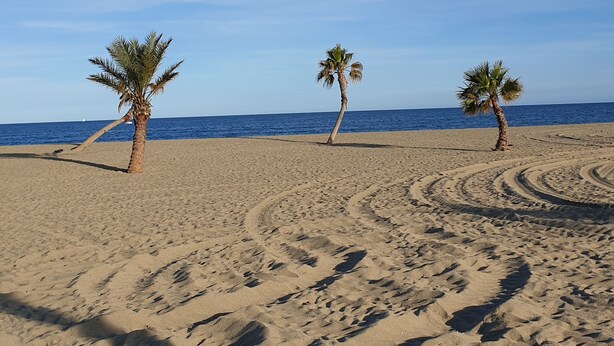 A beach with three palm trees and a clear blue sky.