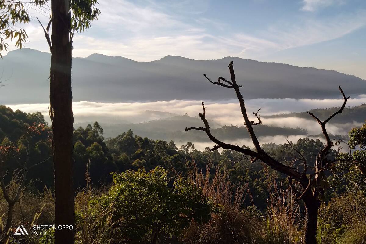 Un paisaje boscoso con una montaña al fondo y un cielo despejado.