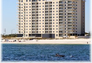 Un hôtel de grande hauteur doté de nombreux balcons, une plage au premier plan et des dauphins dans l’eau.