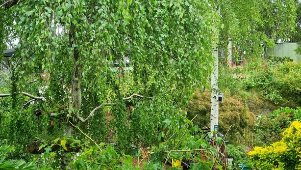 Een weelderige tuin met dichte begroeiing en verschillende planten.