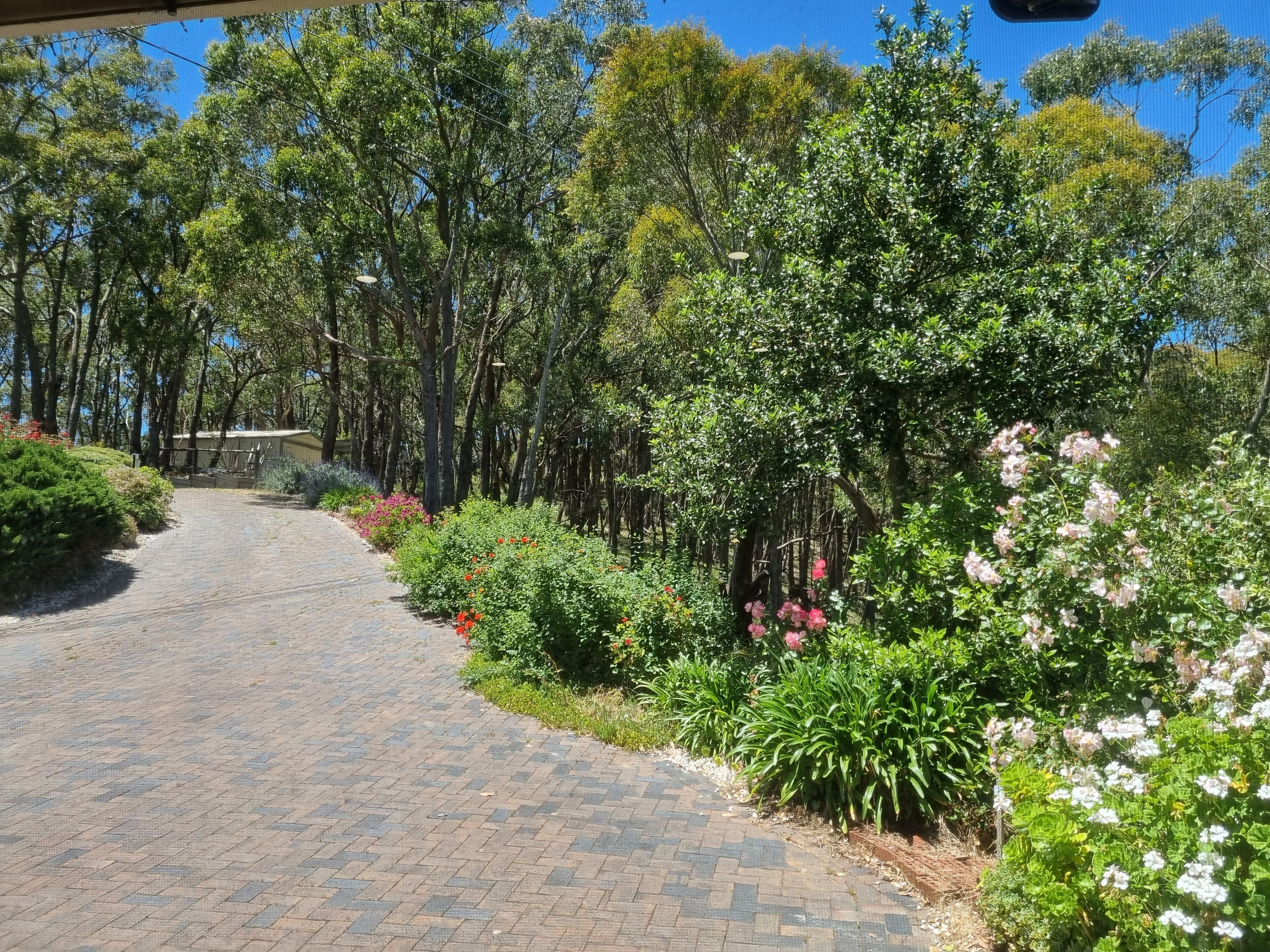Un sendero pavimentado rodeado de exuberante vegetación y plantas florecientes.