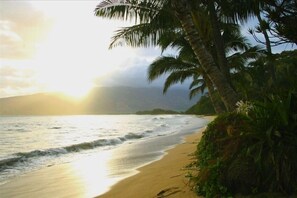 Ein Strand mit Palmen und Wellen.