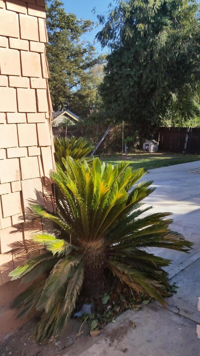 Comfortable House with Back Yard In Pasadena California
