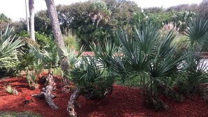 A landscaped garden with various plants and trees, including a prominent agave plant.