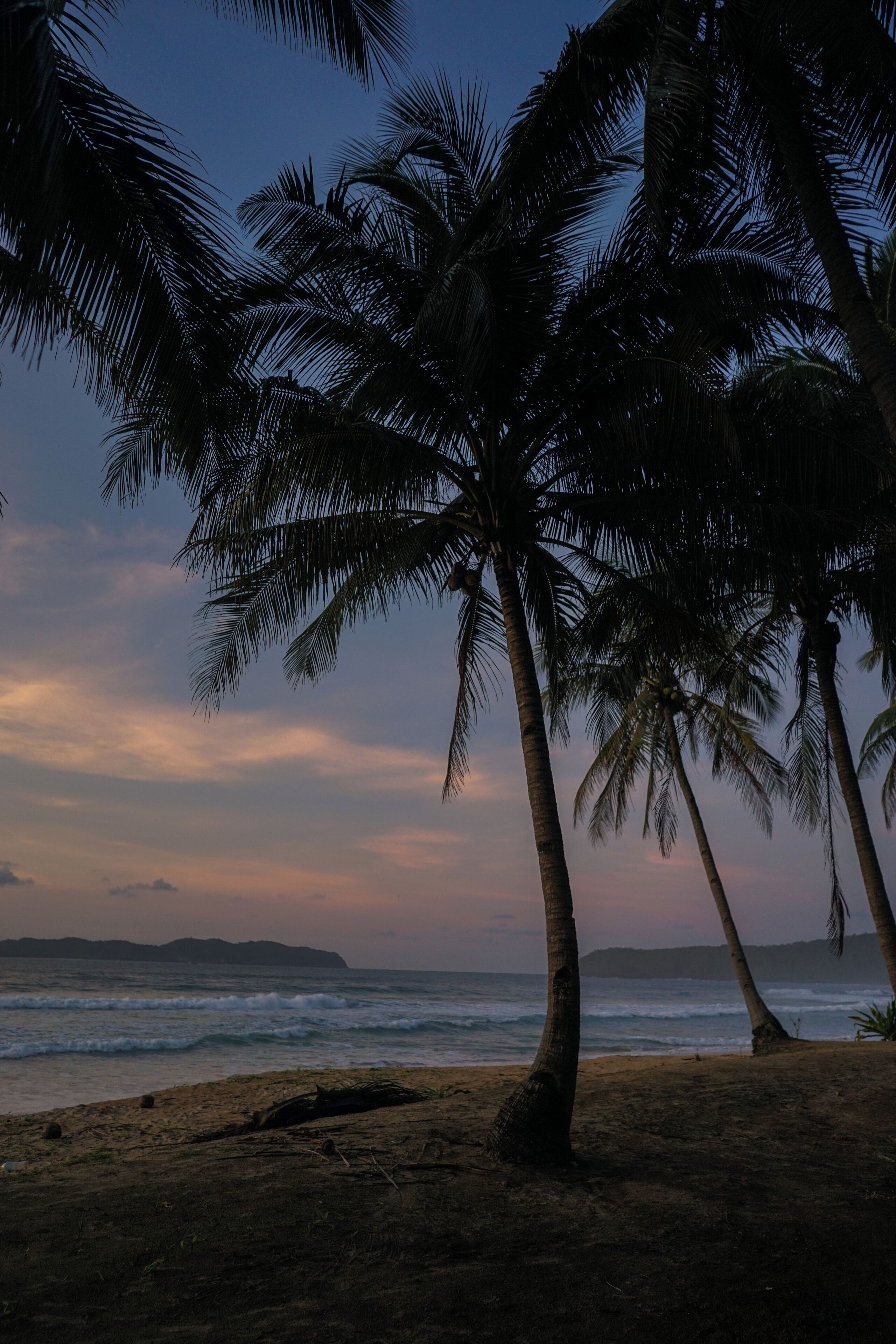Una playa con palmeras y vista al océano.