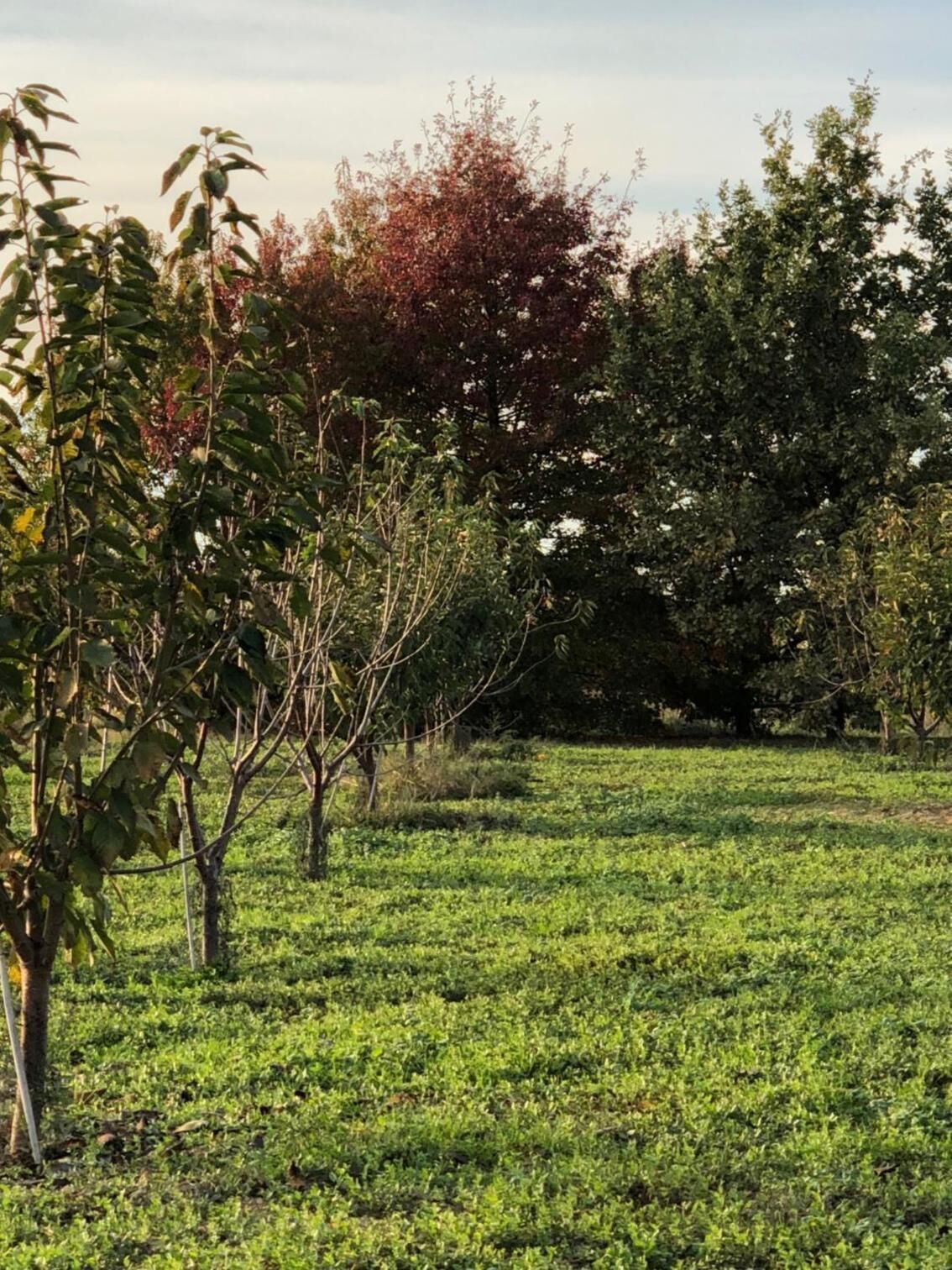A grassy field with trees and shrubs.