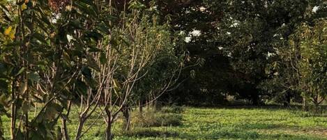A grassy field with trees and shrubs.