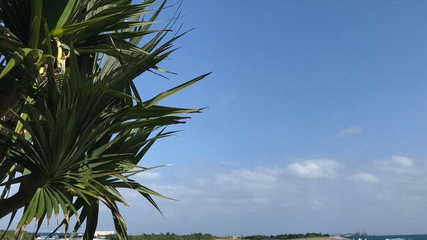 Una playa con aguas turquesas cristalinas, una orilla arenosa y una palmera.
