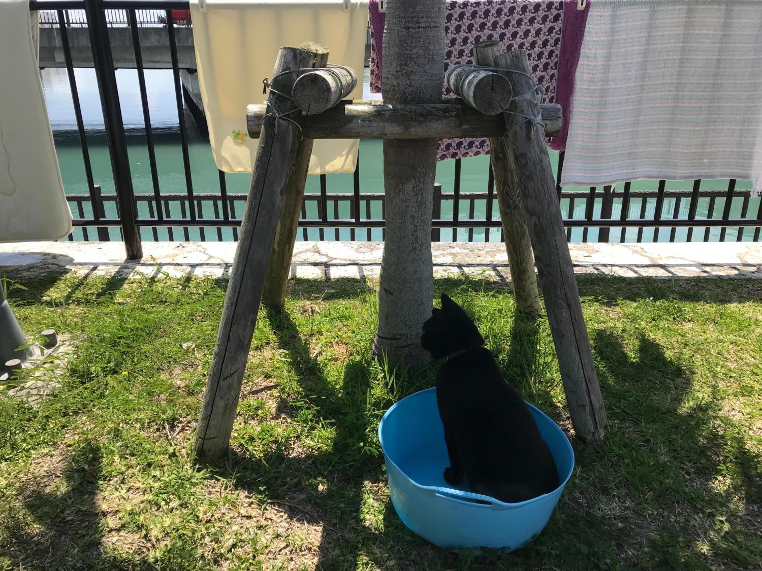 A black cat sitting in a blue bucket under a wooden structure with a metal railing in the background.