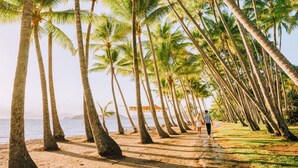 A beach lined with tall palm trees and a clear view of the ocean.