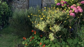 A stone building with a tiled roof, a wooden door, and a garden with various flowers and plants. - The Old Post House B&B (Penzance)