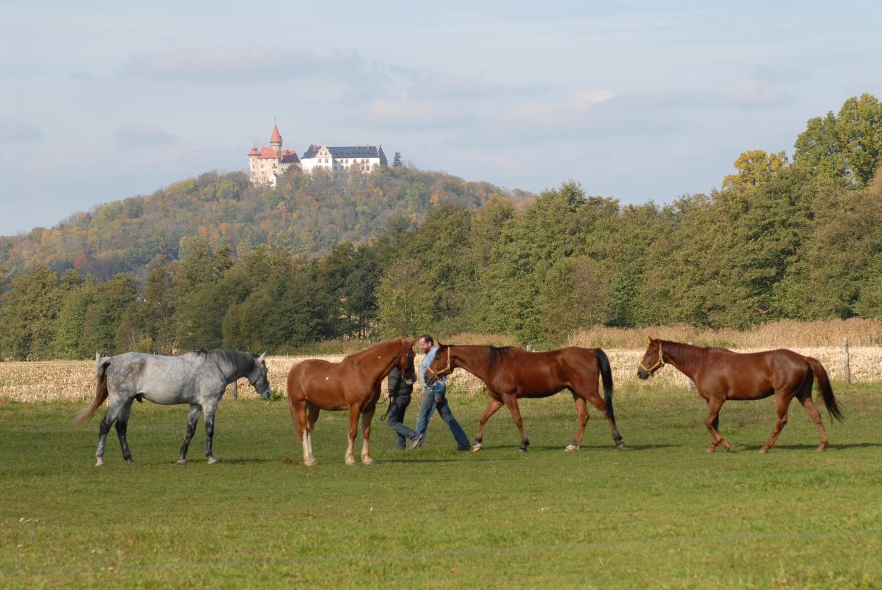 Una persona guiando tres caballos en un campo cubierto de hierba, con un castillo al fondo.