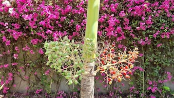 高级房, 1 张特大床, 无烟房, 花园景观 | 1 多间卧室、迷你吧、客房内保险箱、特色装修