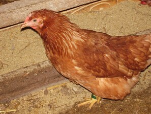 Uklassifisert bilde, 3 av 33, knapp