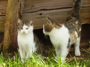 Deux chats assis sur l’herbe.