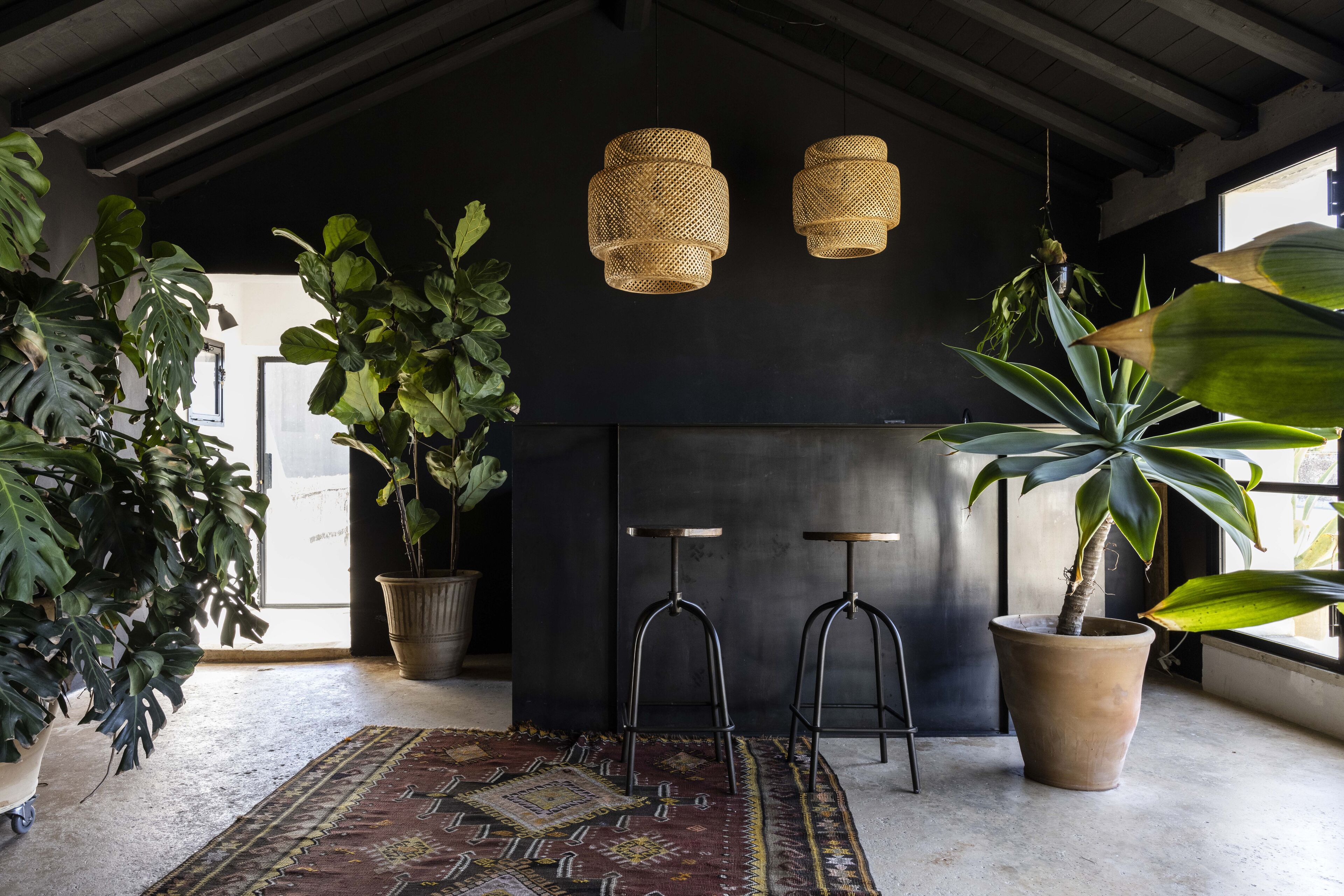 A room with a dark wall, two hanging wicker lamps, a large potted plant, and a patterned rug.