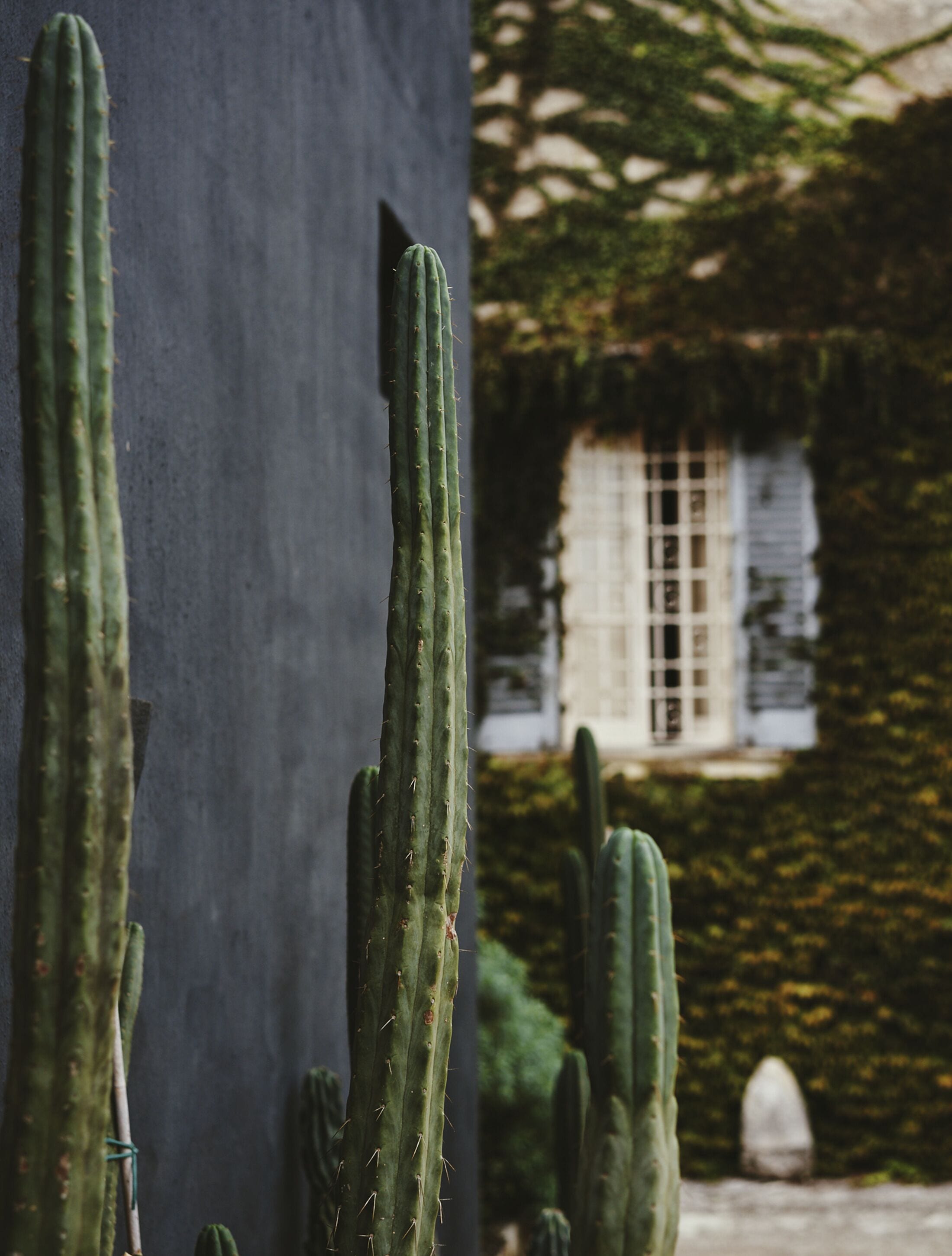 A cactus garden with tall cacti and a building with a window in the background.