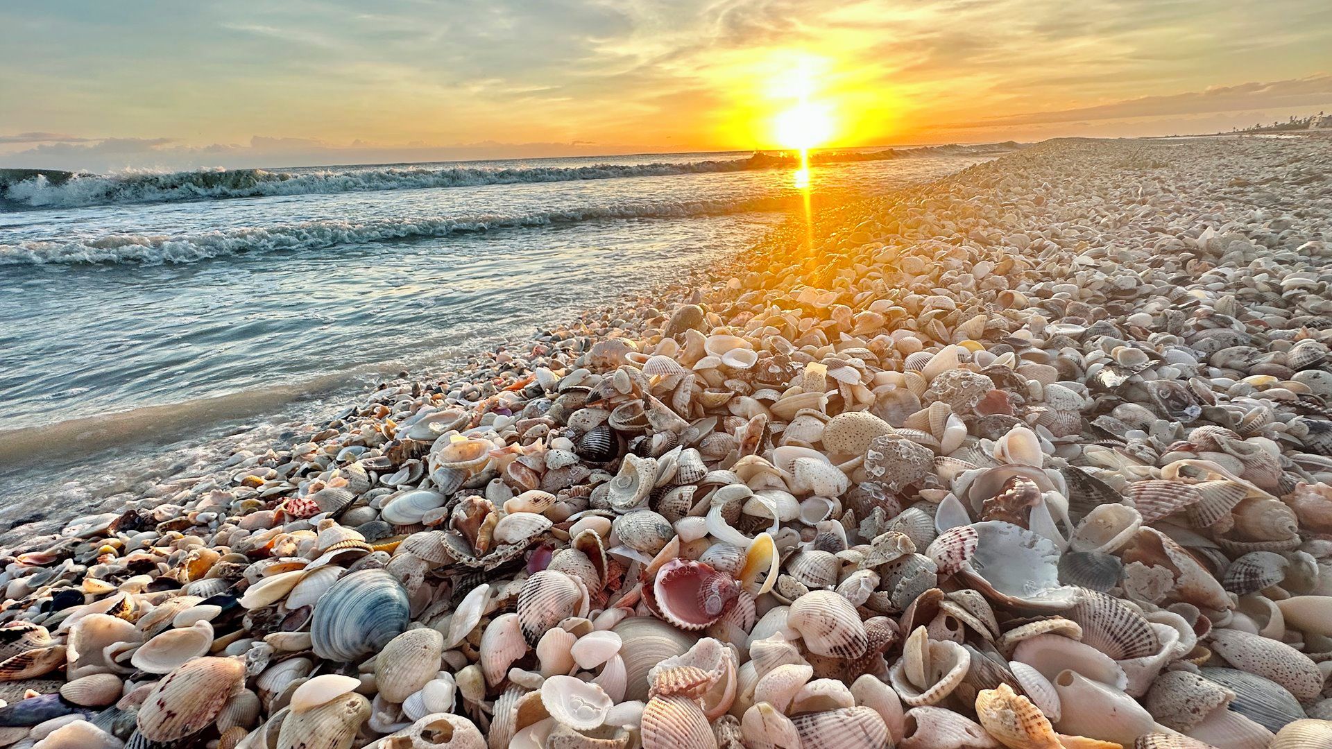 A beach with a variety of seashells and the sun setting over the ocean.