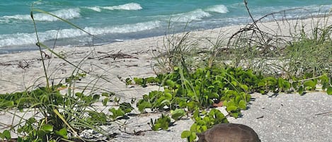 A turtle on a sandy beach with green vegetation and the ocean in the background.