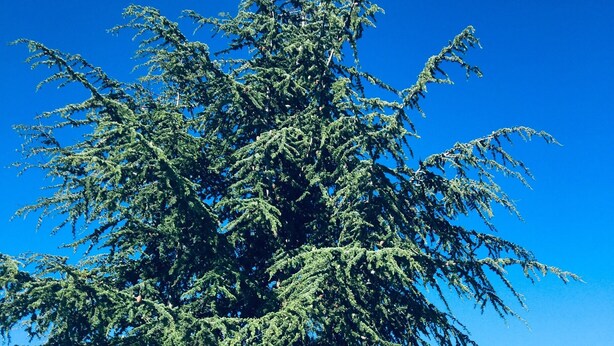 Ein großer Nadelbaum in einer grünen Wiese mit einem Metallstuhl und einem weißen Bauwerk in der Nähe.