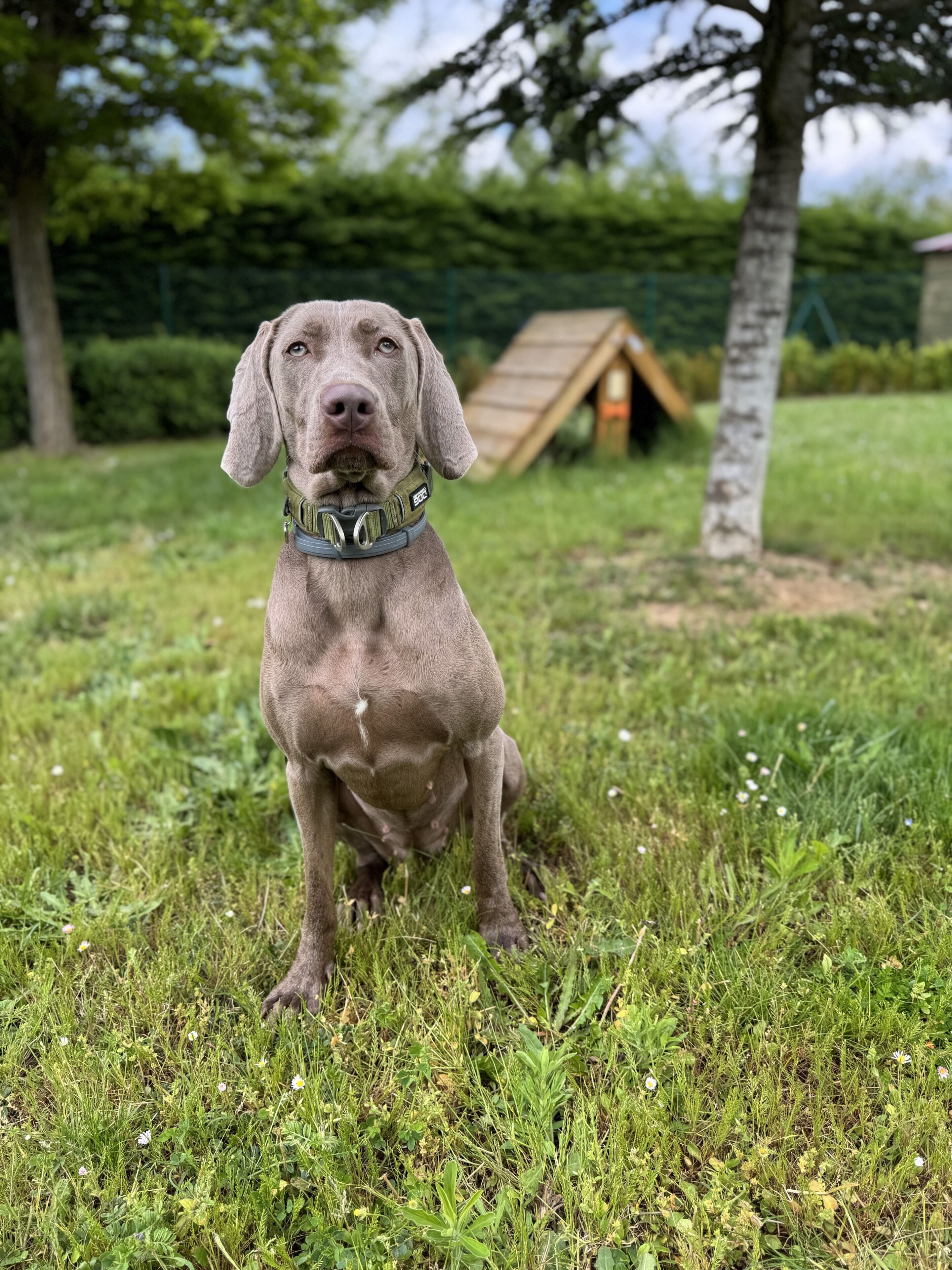 Un cane seduto sull'erba, con una struttura in legno sullo sfondo.