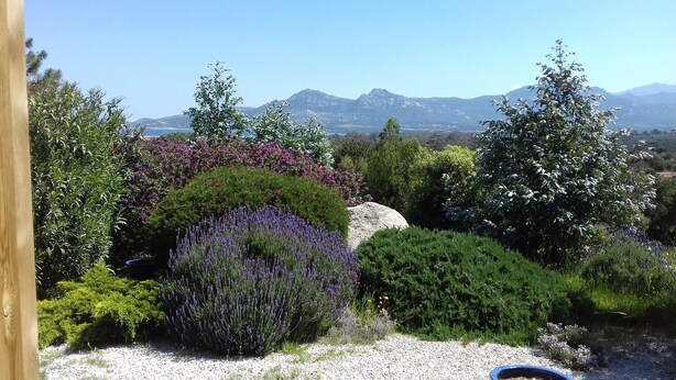 A garden with various plants and a view of mountains in the background.
