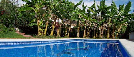 En swimmingpool med kristallklart blått vatten, omgiven av frodiga bananträd och grönskande växtlighet.