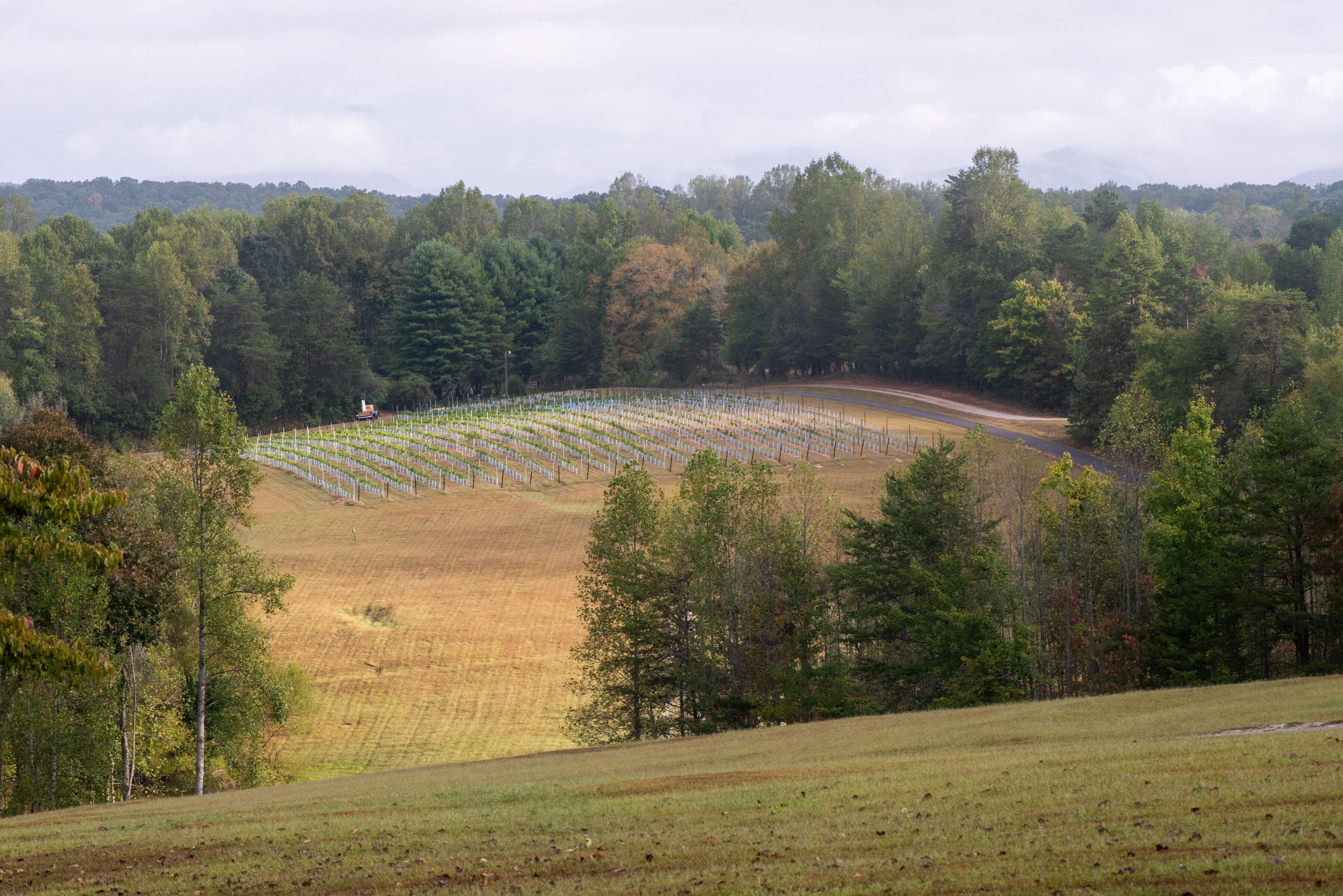 A vineyard with rows of grapevines and a dirt path.