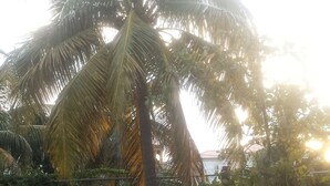 Un espacio de concreto con una palmera y algo de follaje.