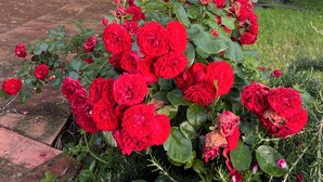 A garden with red roses and a stone building with wooden shutters. - UNDER THE TUSCAN SUN (scandicci)