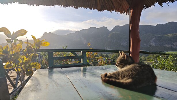 A cat sitting on a wooden bench under a thatched roof, overlooking a mountainous landscape. - Casa Leyani y Osvedy (Viñales)