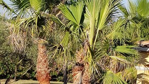 A garden with palm trees and a wheelbarrow.