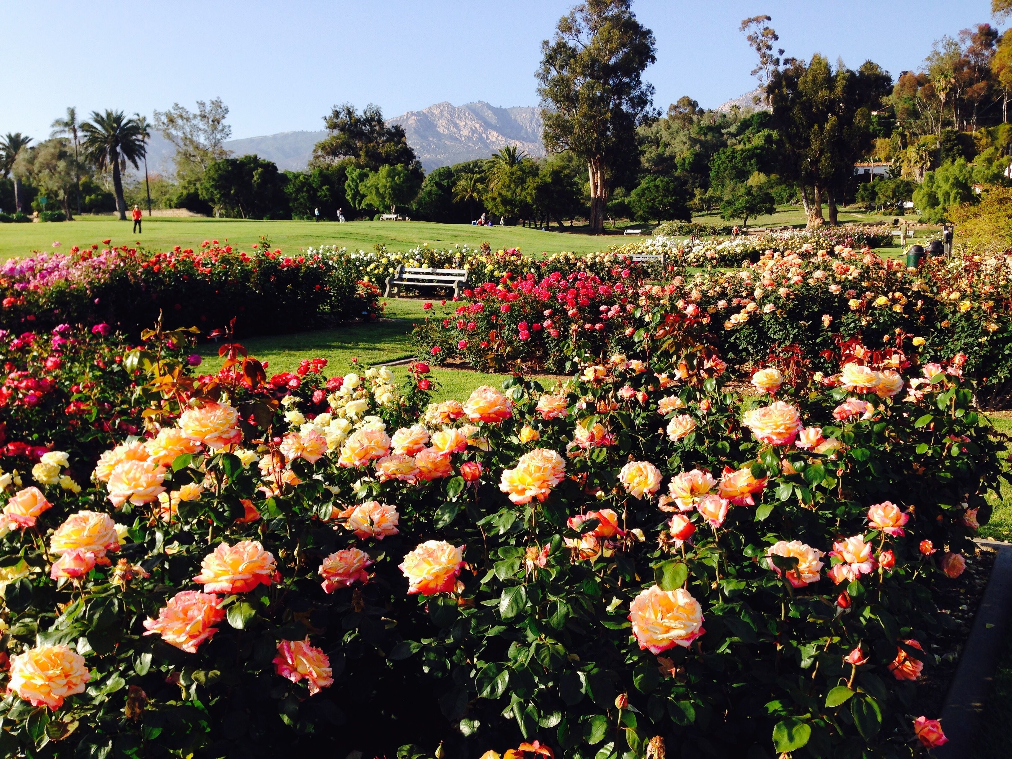 Short walk to the Fabulous SB Mission Rose Garden
