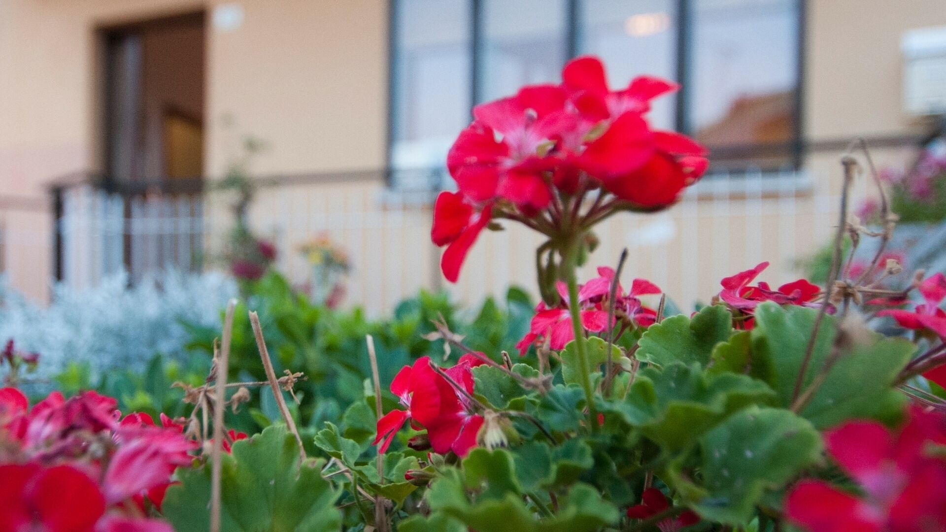 apartment/ flat - al GalloCividale del friuli     House large with garden