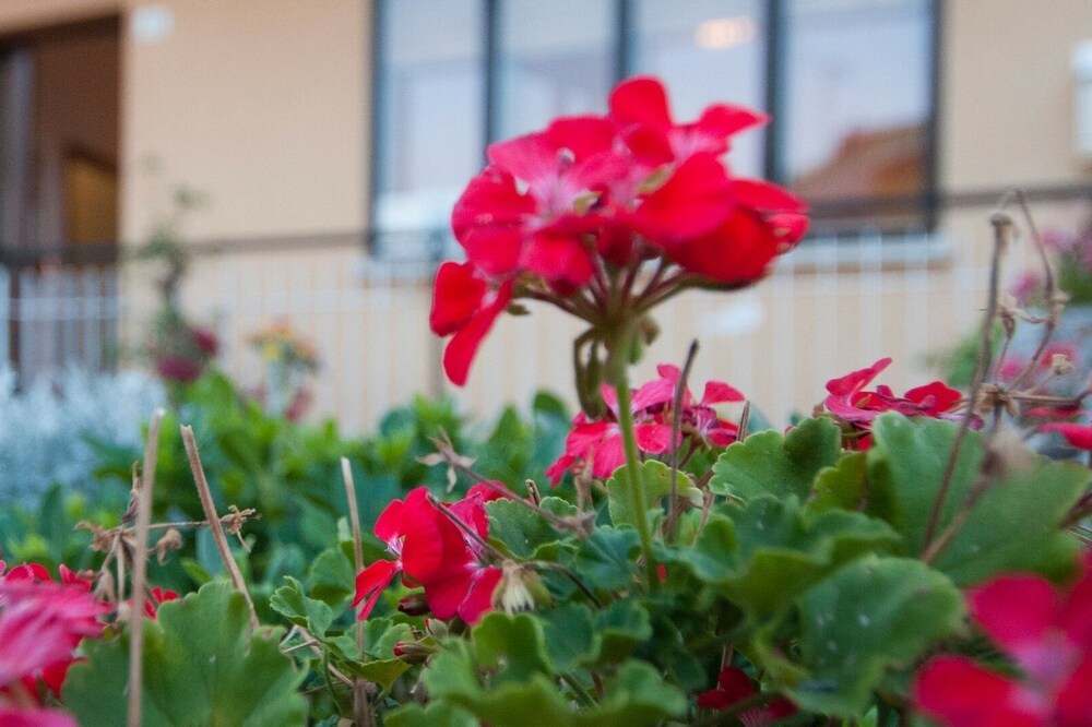 apartment/ flat - al GalloCividale del friuli House large with garden