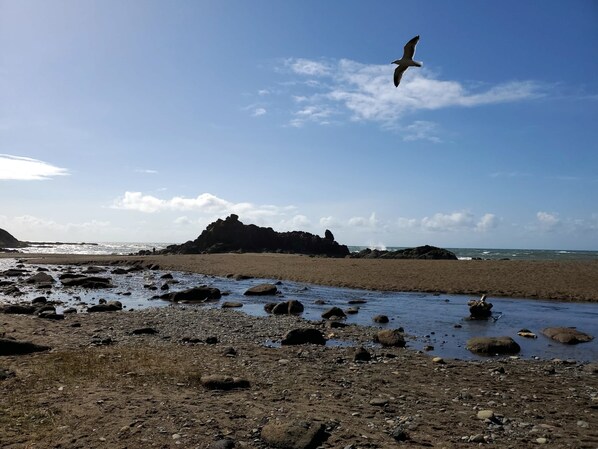 A rocky beach with a bird flying overhead.