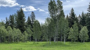 A grassy field with a row of trees and a wooden structure in the background.