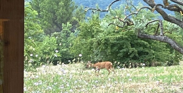 A deer in a grassy field with trees and bushes in the background.